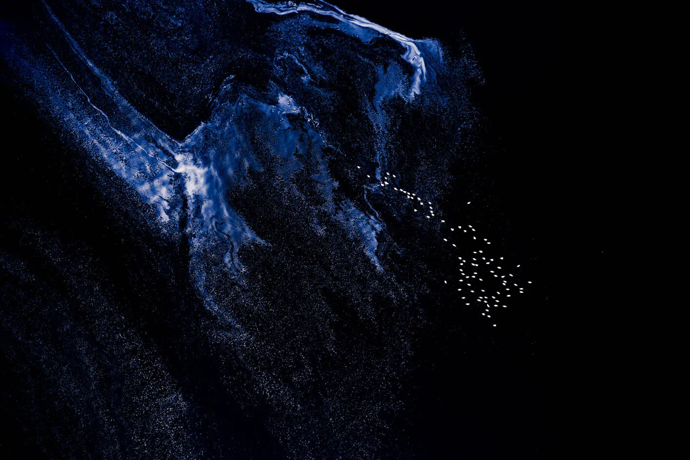 An aerial view looking straight down on dark water, where a pale blue bloom spreads in a branching pattern across the upper left and a loose scatter of birds crosses the open water beside it.