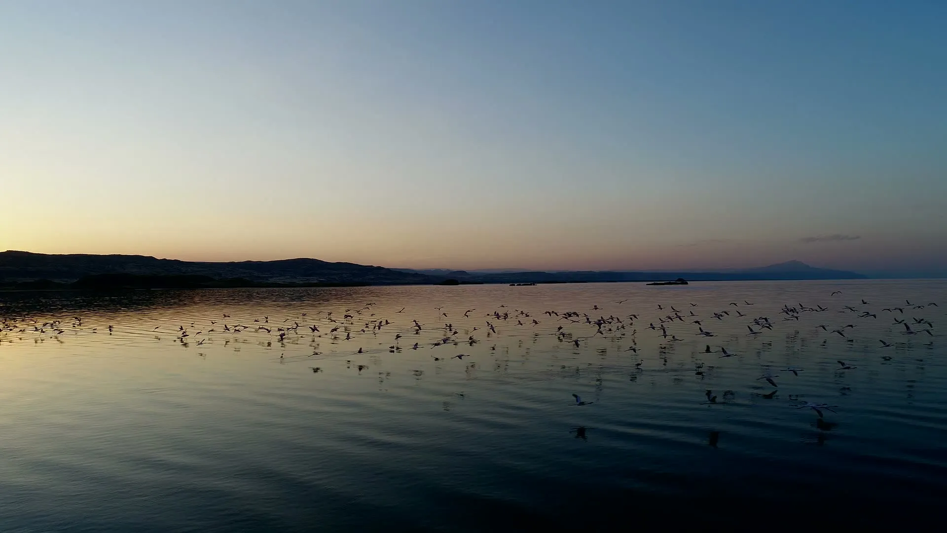 A flock of flamingos flying low across a calm lake at dusk, with hills on the far shore under a pale sky.