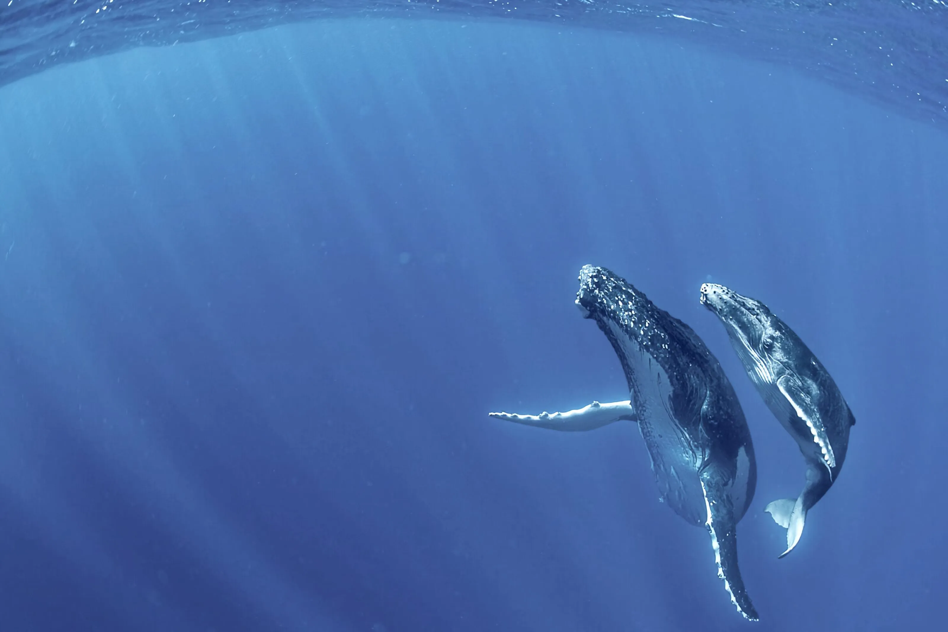 Two humpback whales at a distance in deep blue open water, under sun rays reaching down from the surface.