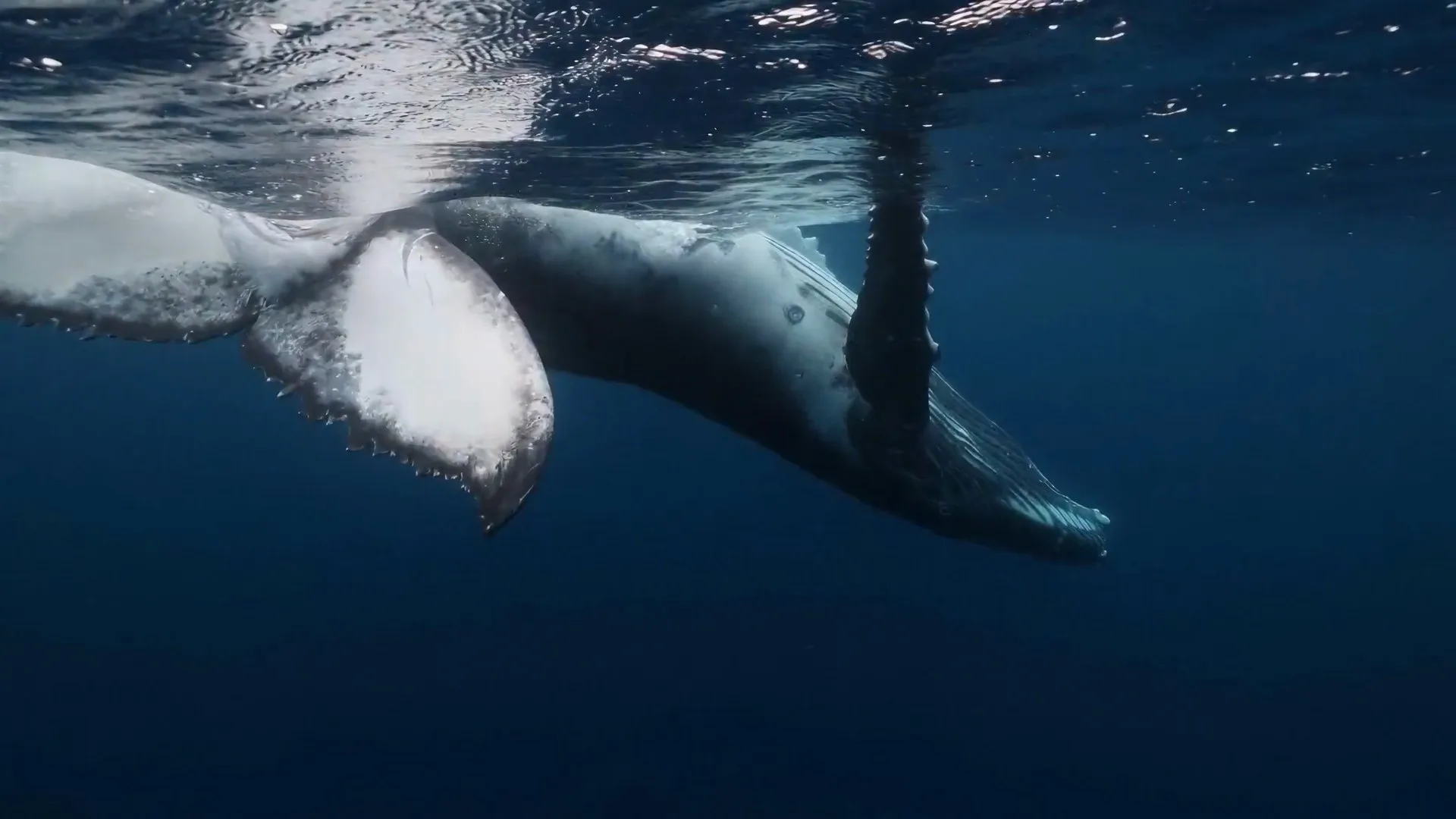 A humpback whale lying just beneath the surface in deep blue water, its tail to the left and its head lowered to the right, with open water below it.