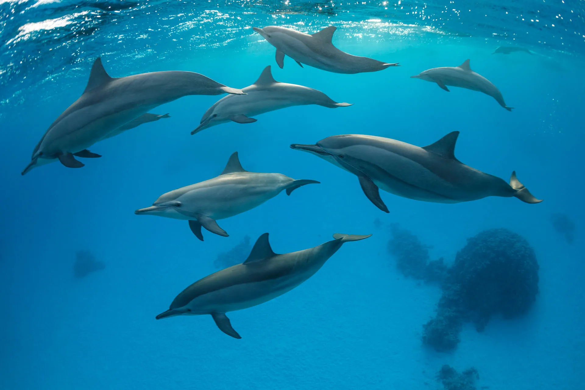 Seven spinner dolphins swimming together in the same direction through bright turquoise water above a pale sandy sea floor.